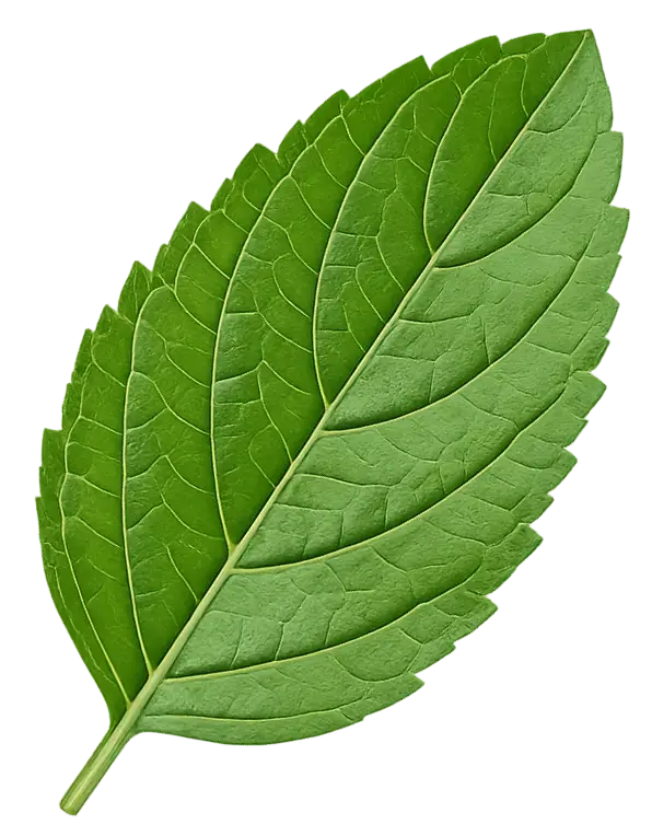Herbal leaf